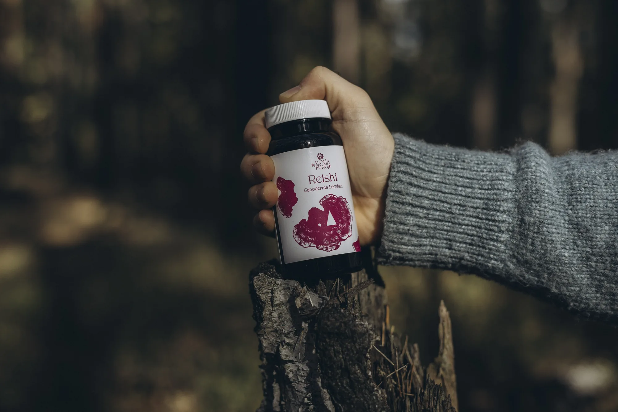 Aloha Fungi Reishi (Ganoderma lucidum) trzymana w dłoni na tle lasu