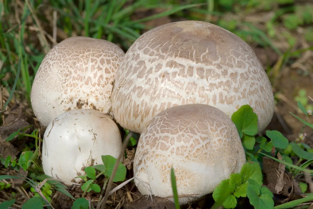 Agaricus Blazei