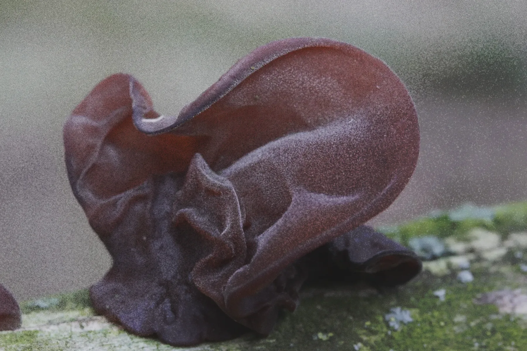 Auricularia