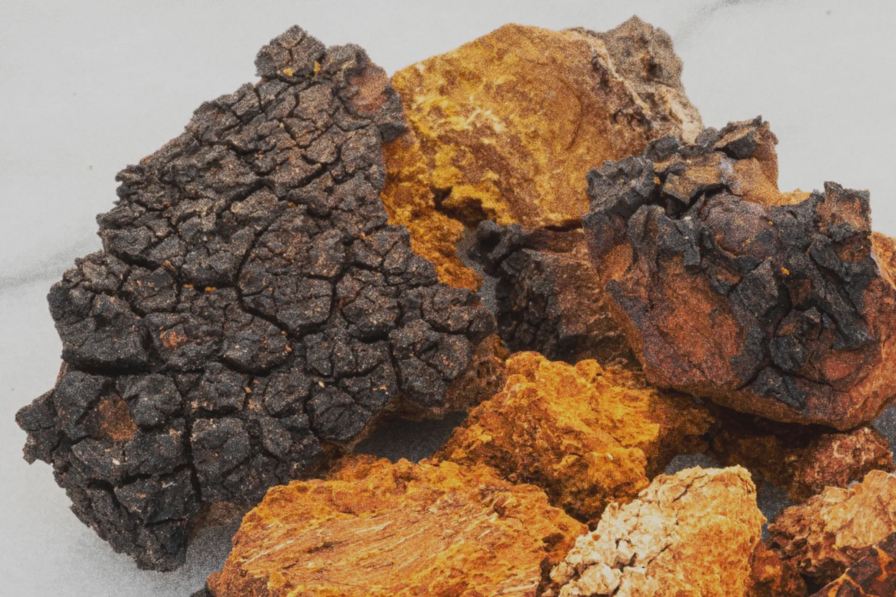 Chaga