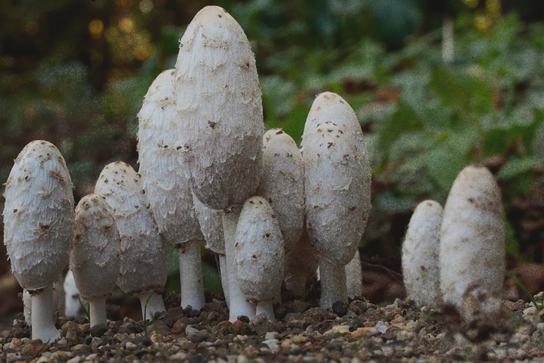 Coprinus