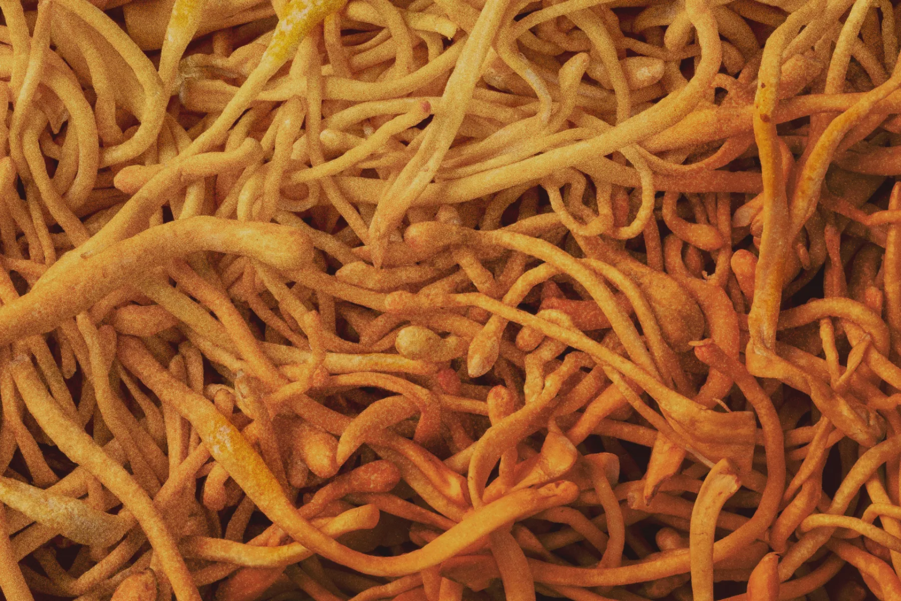 Cordyceps