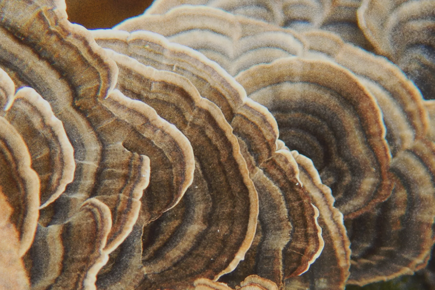Coriolus