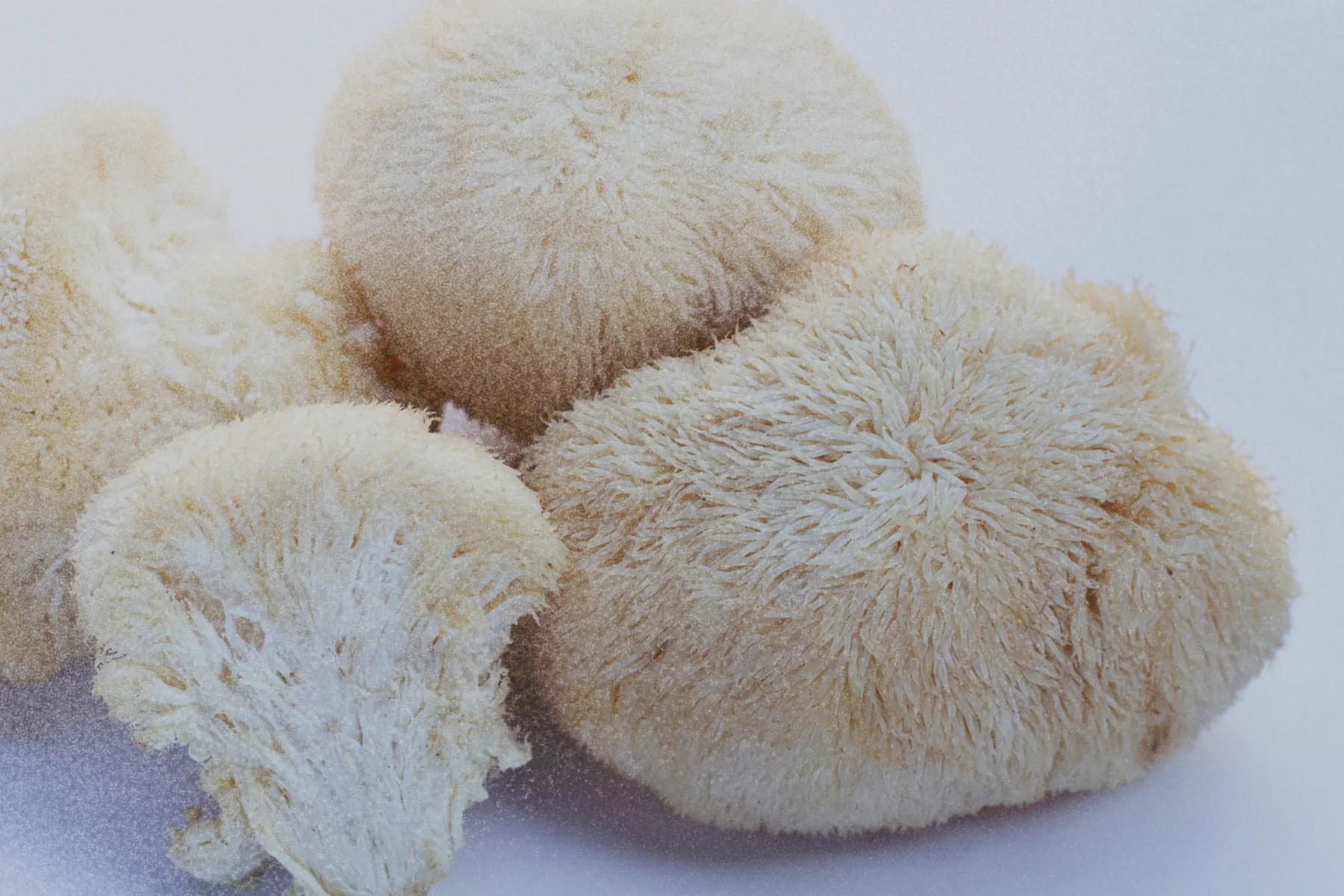 Lion's Mane