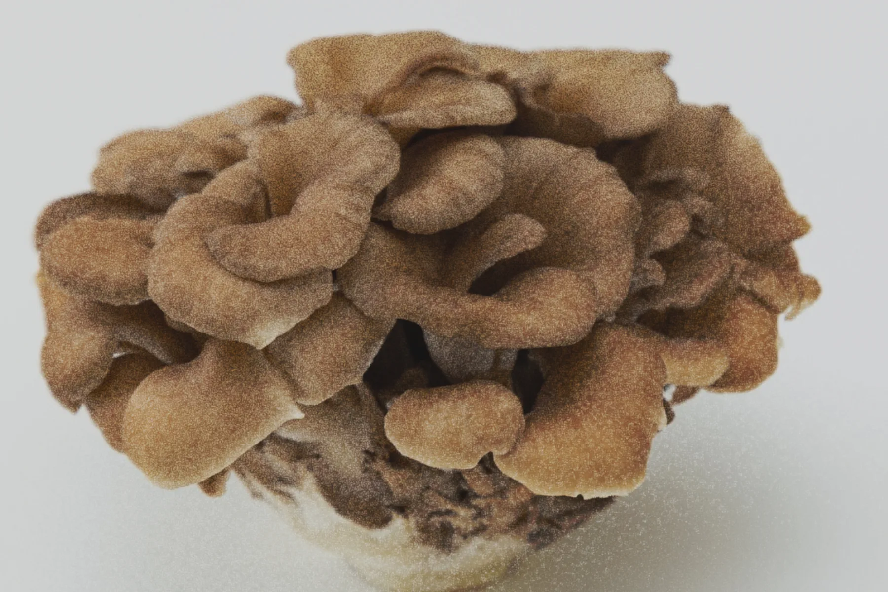 Maitake