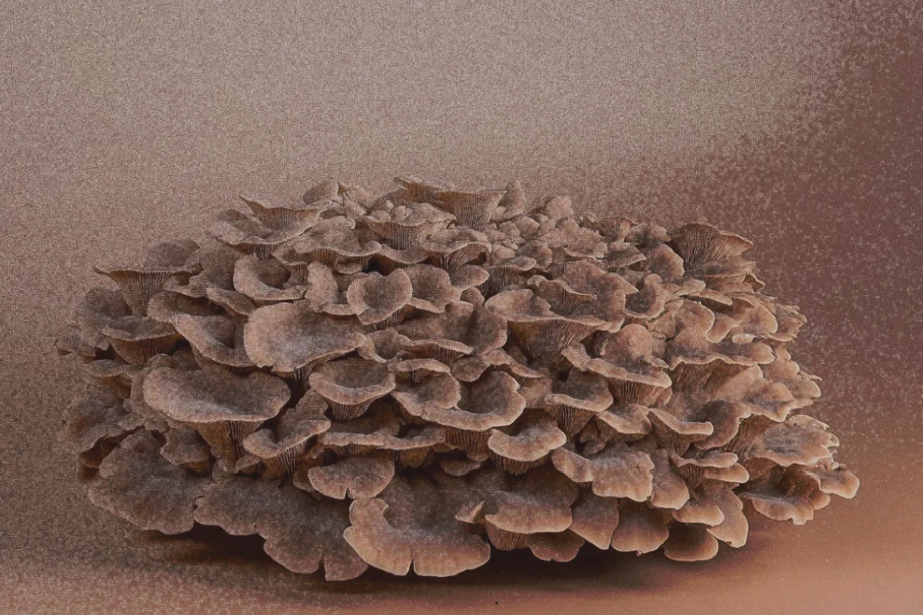 Polyporus