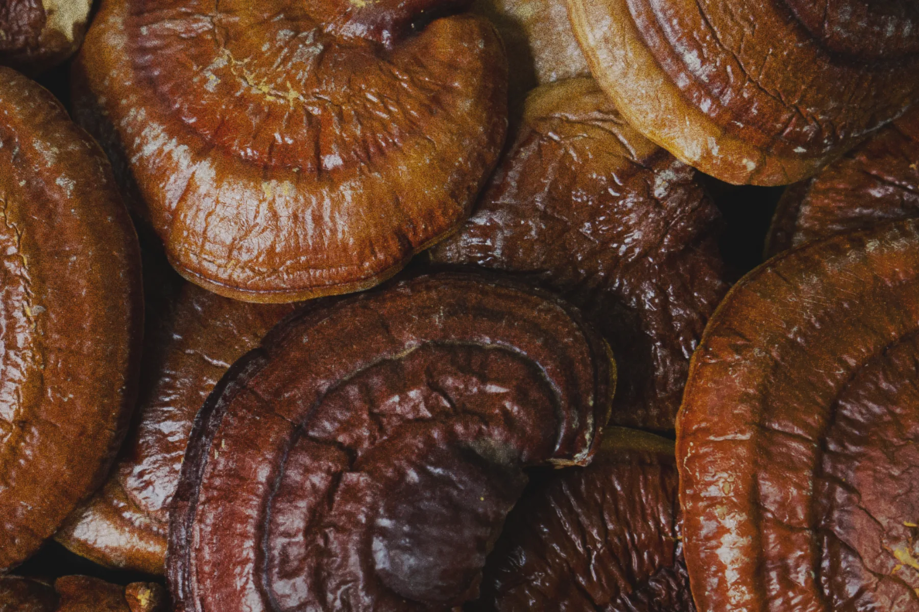 Reishi