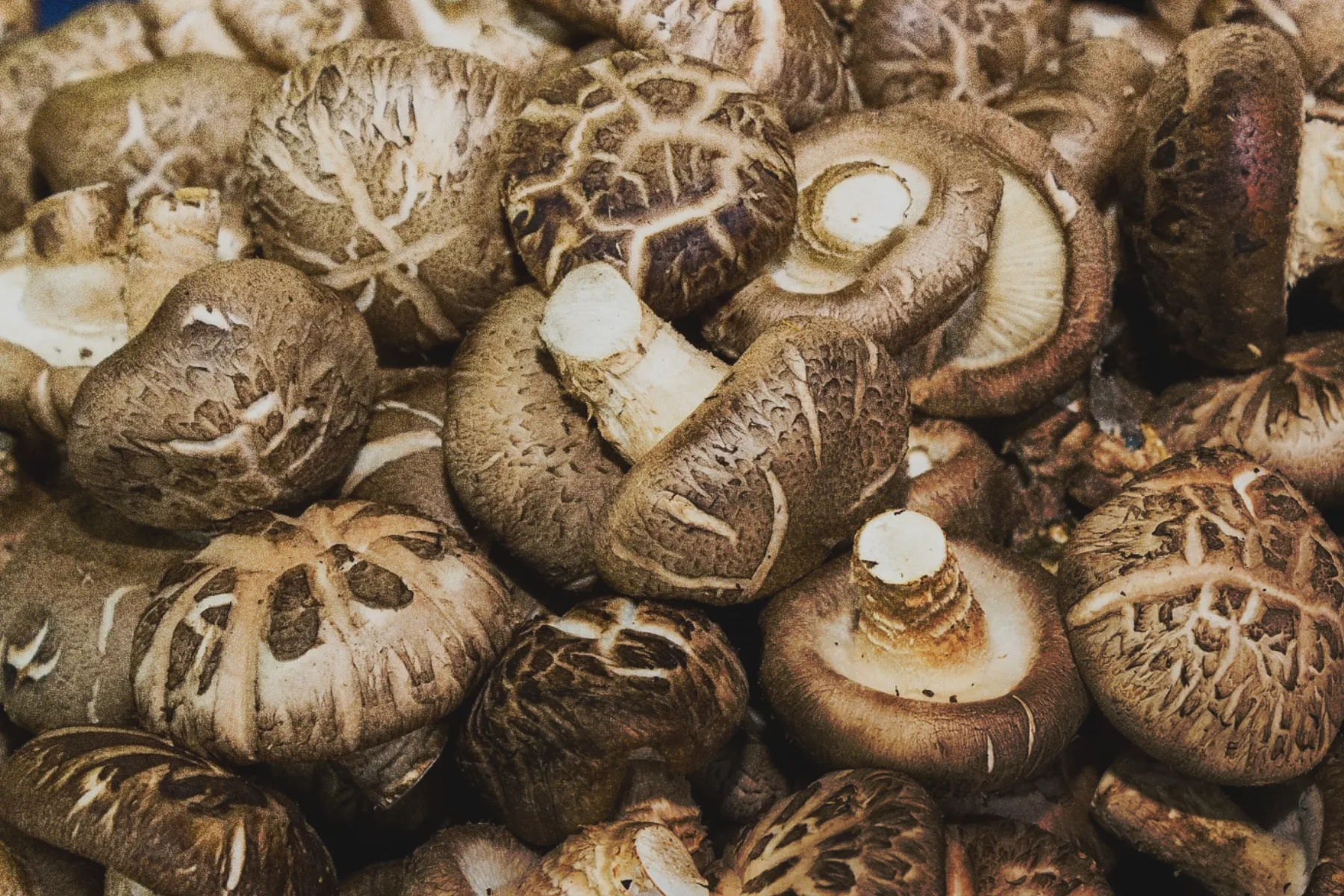 Shiitake