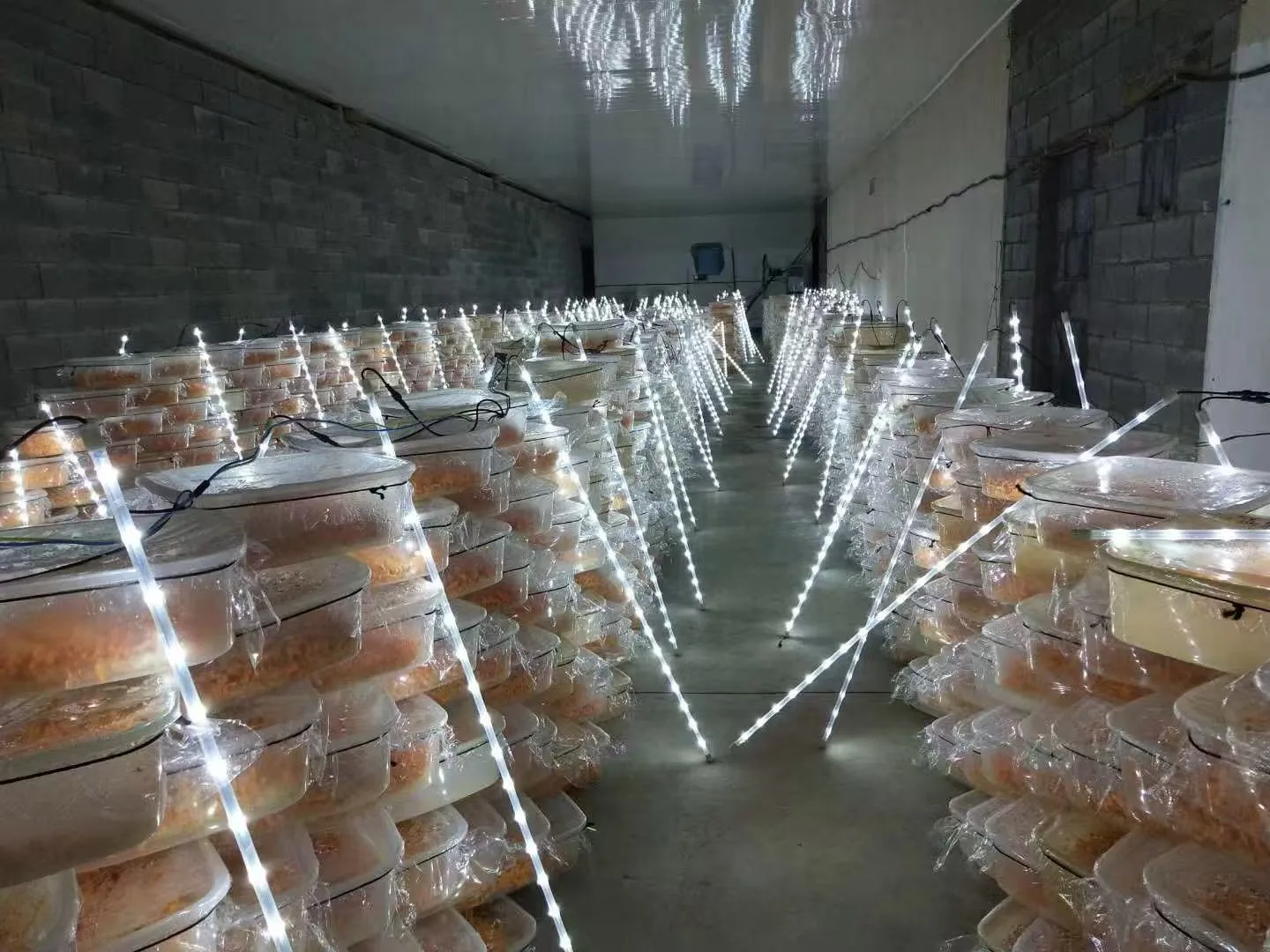 Controlled cultivation of Cordyceps militaris fruiting bodies