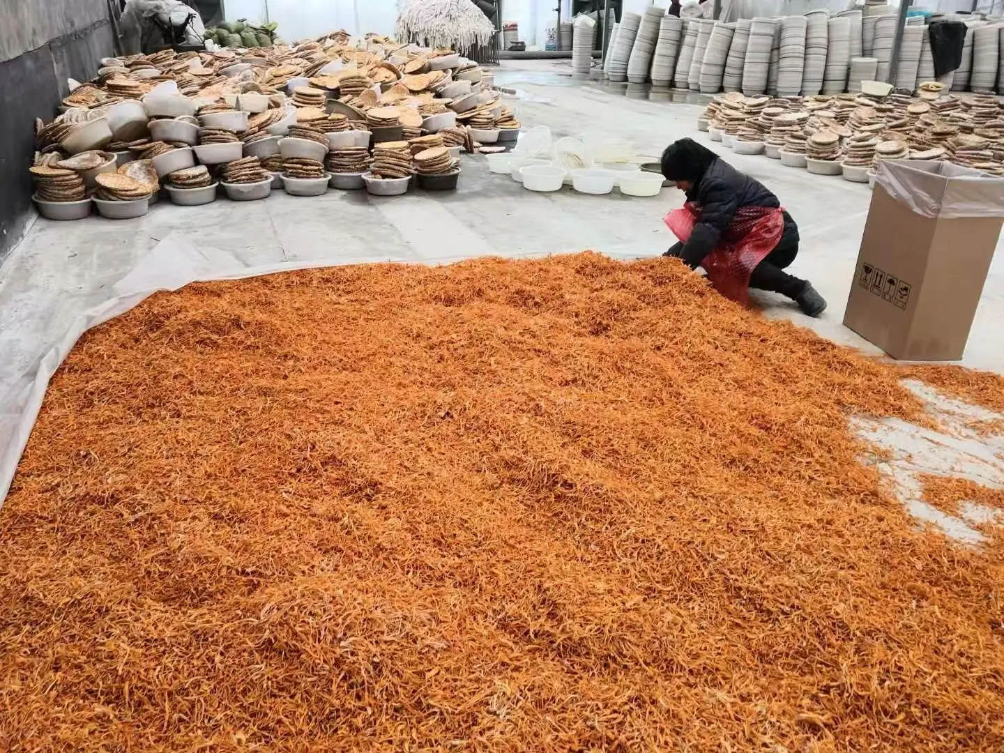 Cordyceps militaris fruiting bodies being dried after harvest