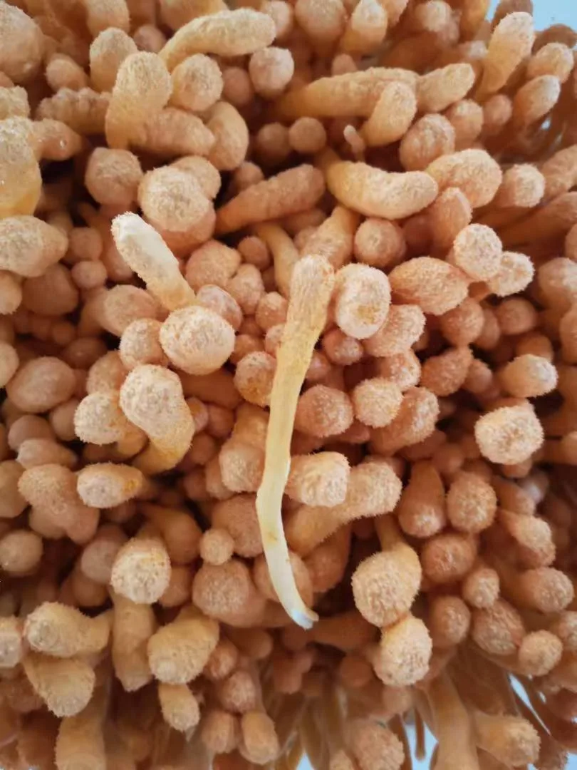 Cordyceps militaris fruiting bodies with developed club-like heads