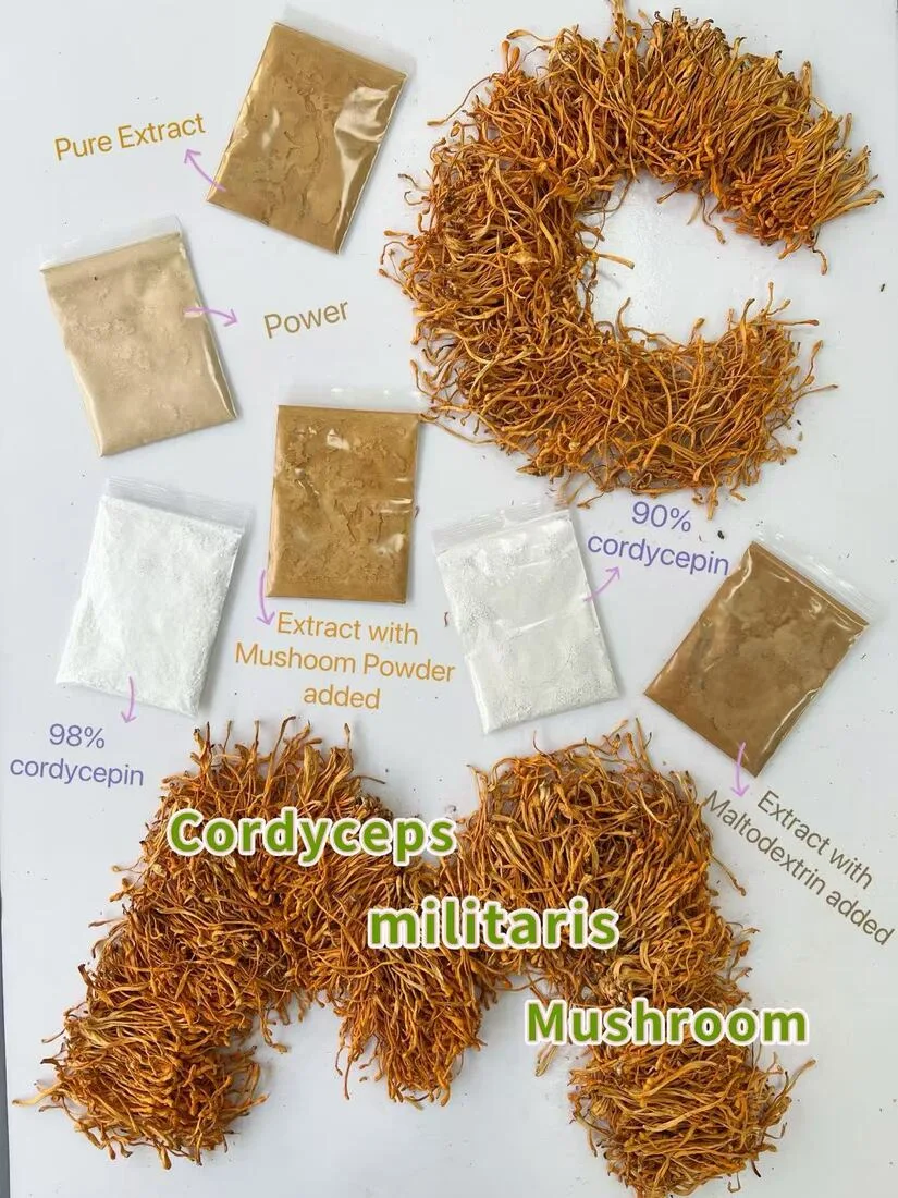 Appearance comparison of cordycepin-related materials