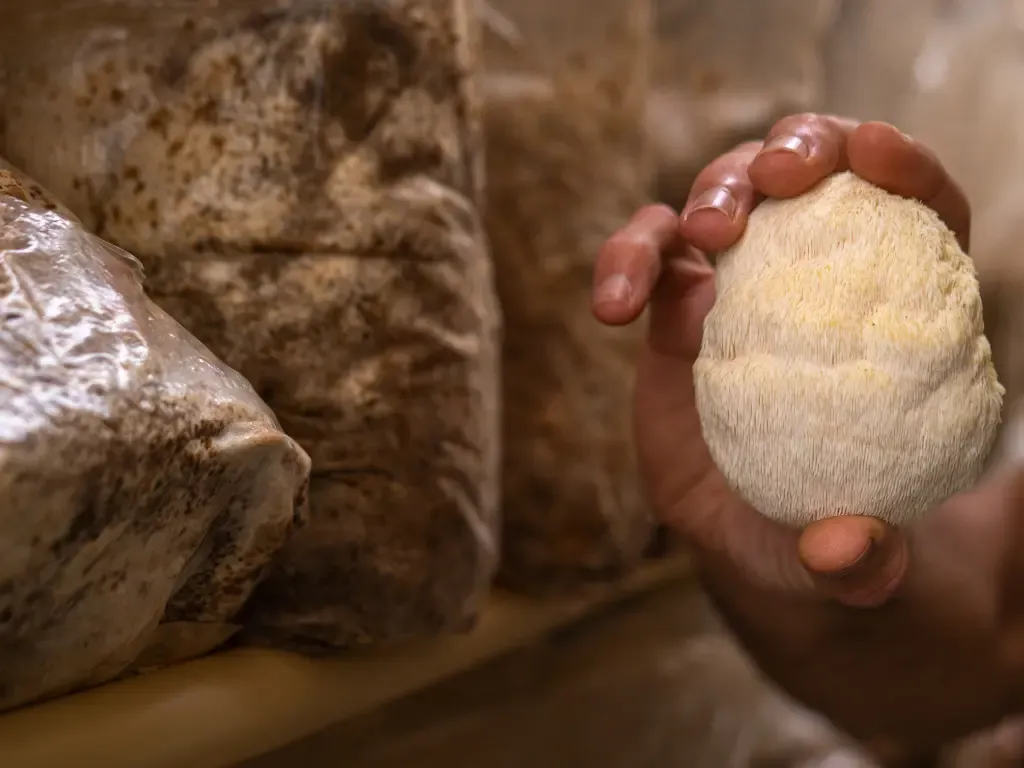 Soplówka jeżowata (Lion's Mane) dla nastroju, funkcji poznawczych i zdrowego starzenia się